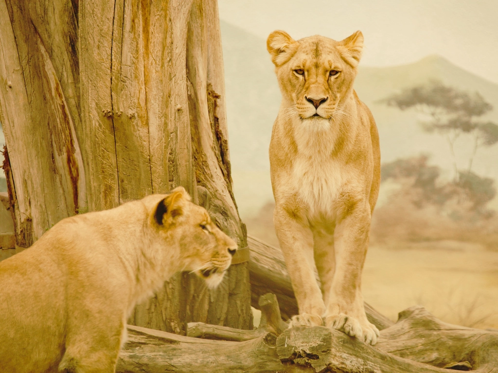 Africa_Wellness_Retreats_Lion